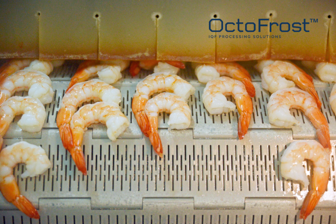 WHY THE OCTOFROST IF COOKER WILL BE THE SUCCESS OF YOUR SHRIMP BUSINESS