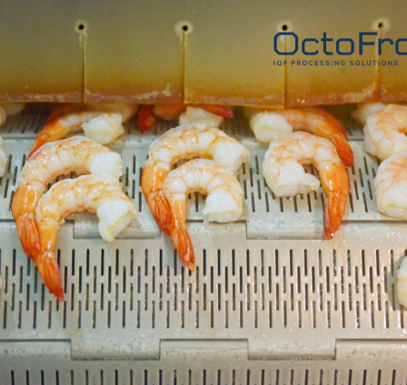 WHY THE OCTOFROST IF COOKER WILL BE THE SUCCESS OF YOUR SHRIMP BUSINESS