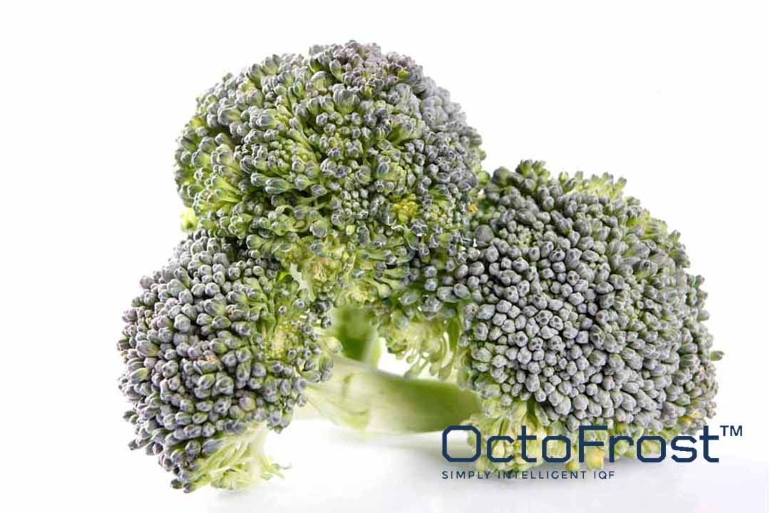 THE STAR OF FROZEN VEGETABLES: IQF BROCCOLI