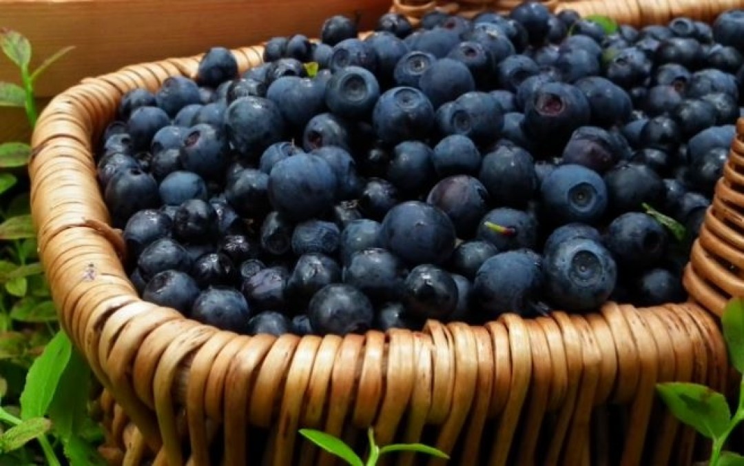 NEW TRENDS ON THE FROZEN FOODS MARKET: IQF BILBERRIES