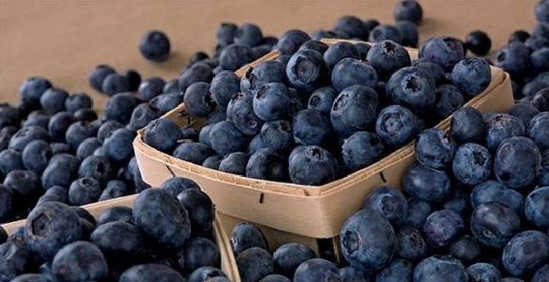 OVERVIEW OF THE WORLD’S FRESH AND FROZEN BLUEBERRY MARKET