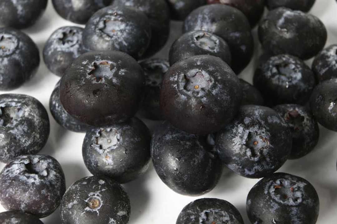 FREEZING IQF BLUEBERRIES WITH THE OCTOFROST™ TUNNEL FREEZER