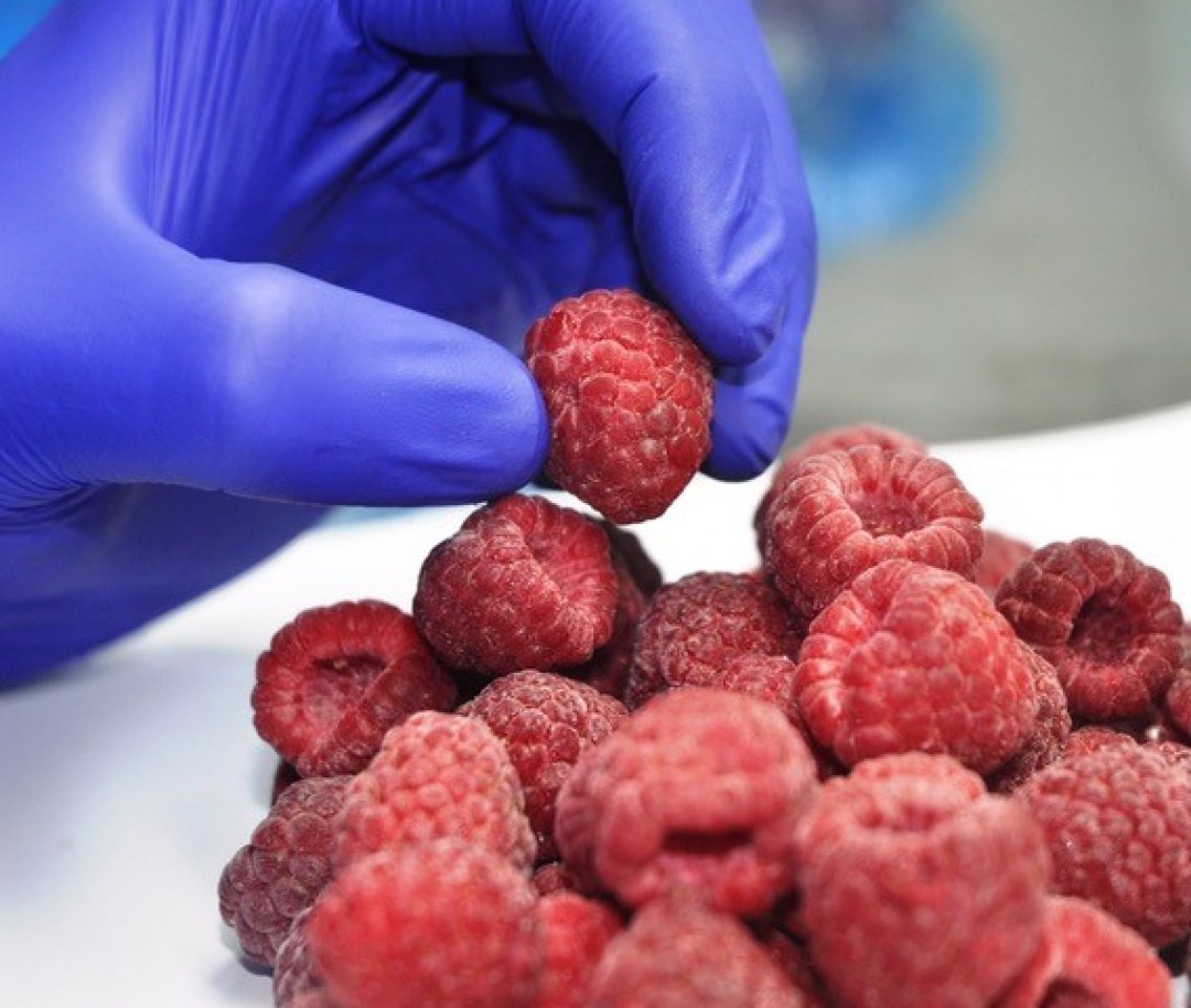 The Challenge of Dehydration in Freezing IQF Berries: Why and How to Face it.