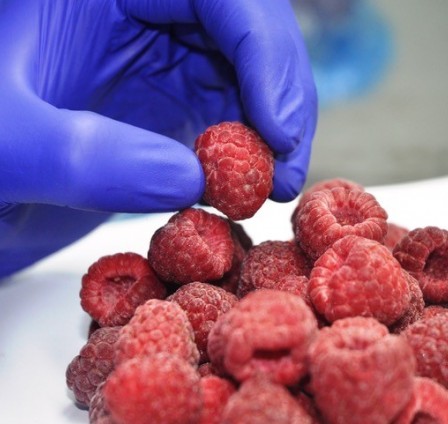 The challenge of dehydration in the freezing of IQF berries: why and how to face it.
