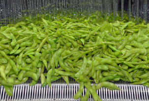 Vegetable Processing: A Case Study on IQF Edamame